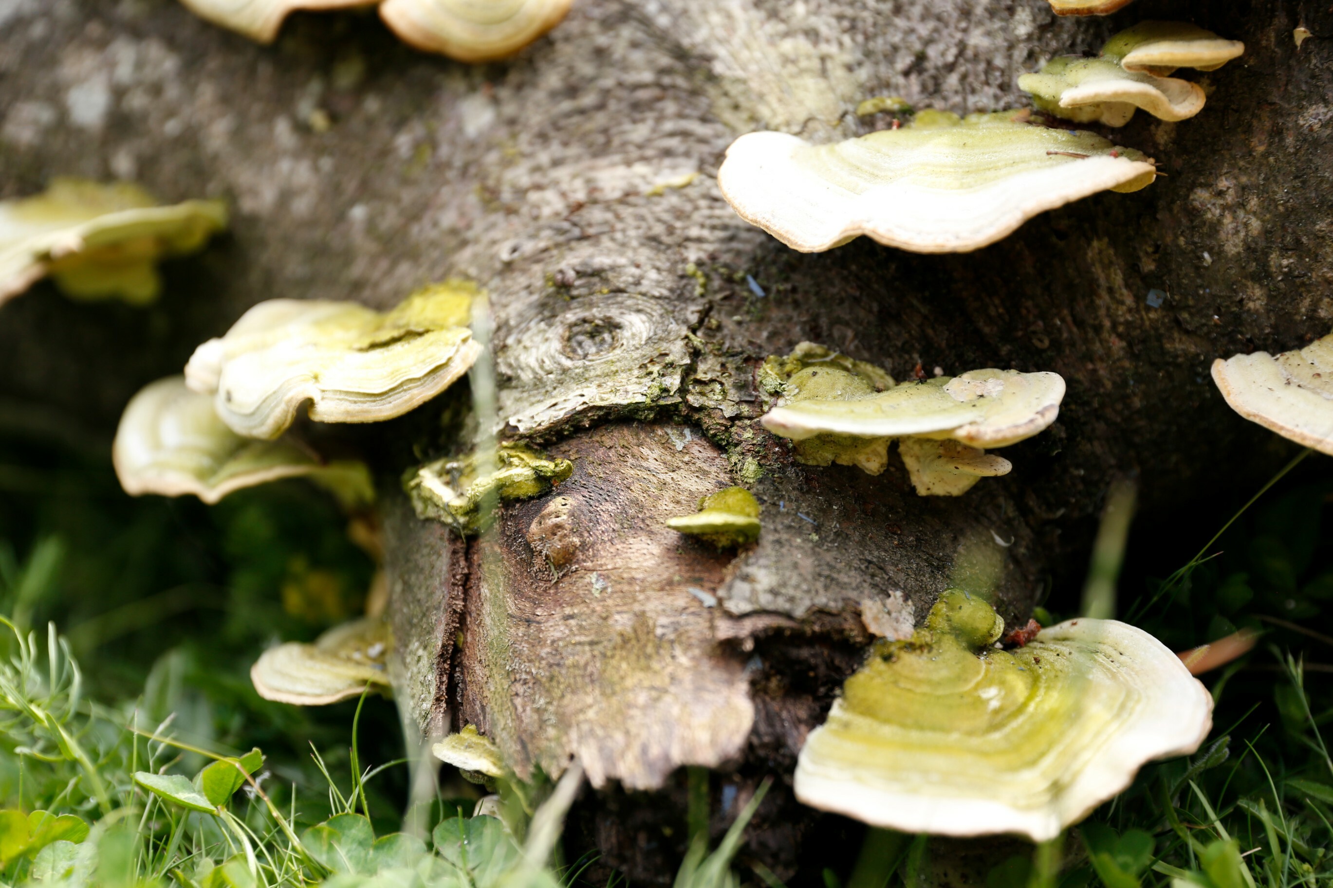 Mushrooms growing from a log in the wild in opposition to the industrial landscape.