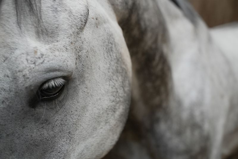 Our model horse Fou