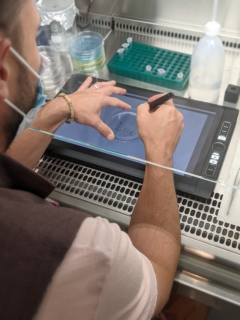 Ars Electronica Festival